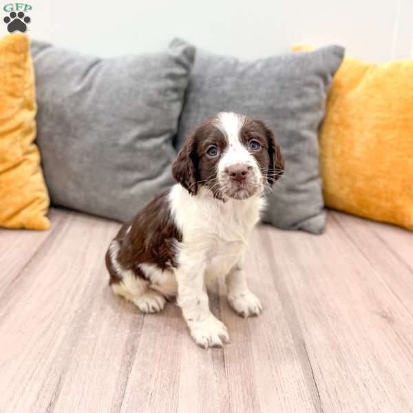 Emmi, English Springer Spaniel Puppy