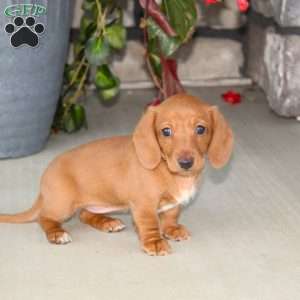 Sasha, Dachshund Puppy