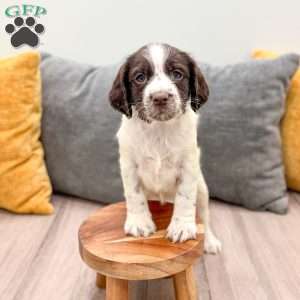 Emmi, English Springer Spaniel Puppy