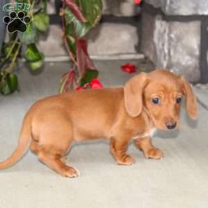 Sasha, Dachshund Puppy
