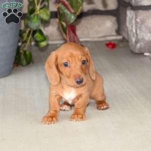 Sasha, Dachshund Puppy