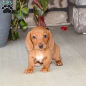 Sasha, Dachshund Puppy