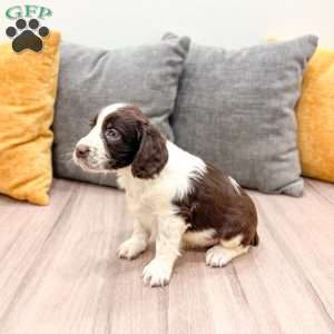 Enzo, English Springer Spaniel Puppy