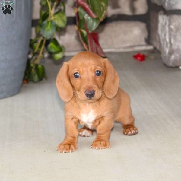 Sasha, Dachshund Puppy