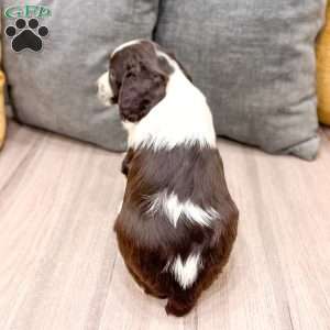 Enzo, English Springer Spaniel Puppy