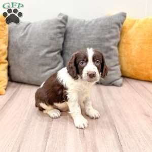 Enzo, English Springer Spaniel Puppy