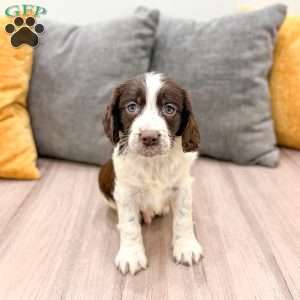Enzo, English Springer Spaniel Puppy
