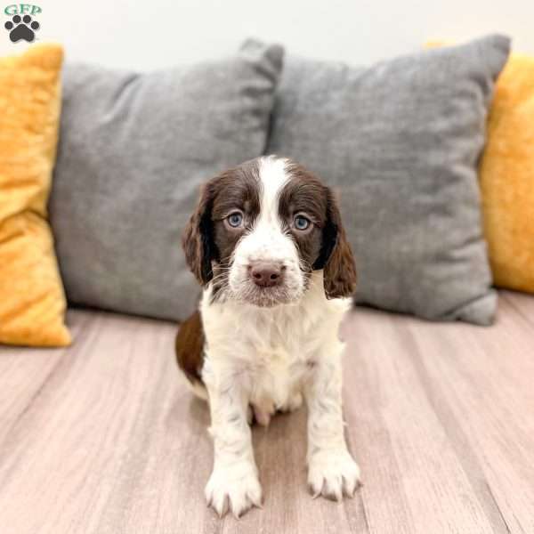 Enzo, English Springer Spaniel Puppy