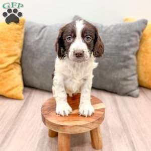 Enzo, English Springer Spaniel Puppy