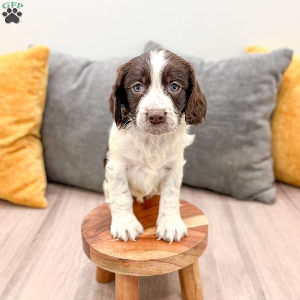Enzo, English Springer Spaniel Puppy