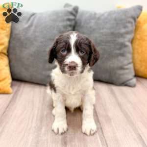 Earl, English Springer Spaniel Puppy