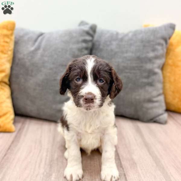 Earl, English Springer Spaniel Puppy