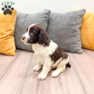 Earl, English Springer Spaniel Puppy