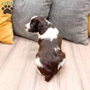 Earl, English Springer Spaniel Puppy