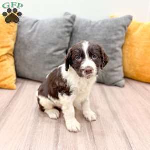 Earl, English Springer Spaniel Puppy