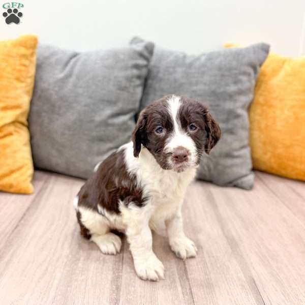 Earl, English Springer Spaniel Puppy