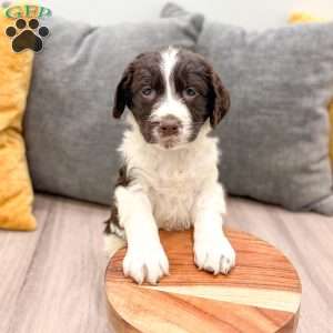 Earl, English Springer Spaniel Puppy