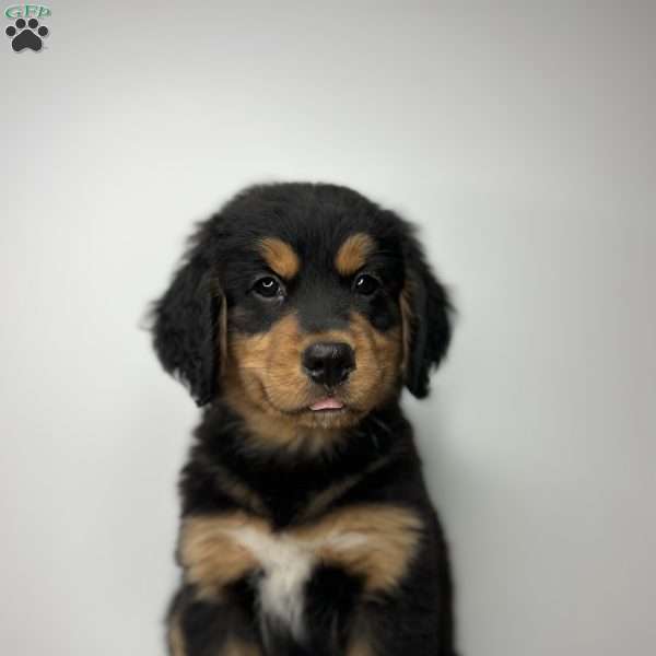 Weller, Bernese Golden Mountain Dog Puppy