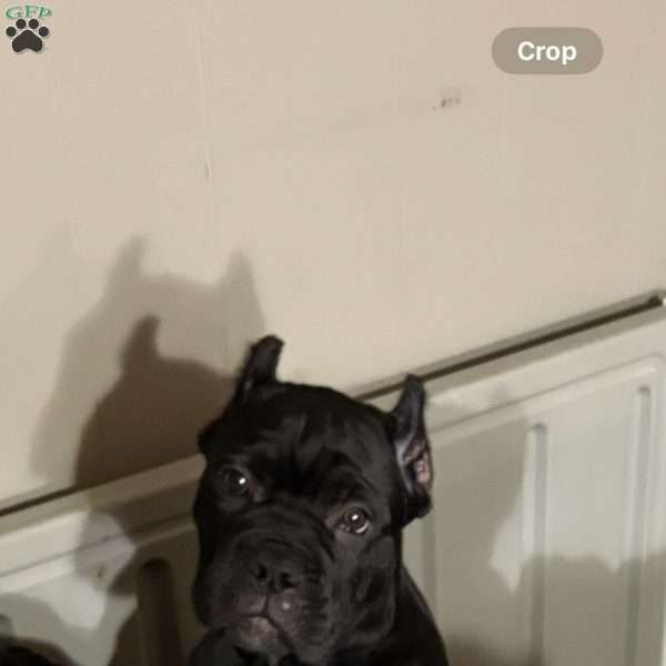 Yellow, Cane Corso Puppy