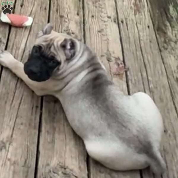 Ophelia, Cane Corso Puppy