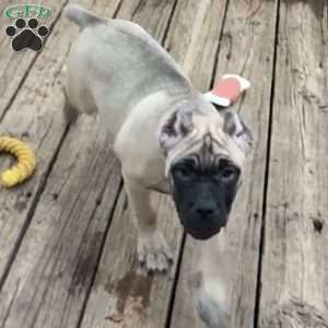 Ophelia, Cane Corso Puppy