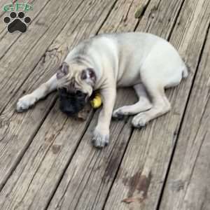 Ophelia, Cane Corso Puppy