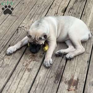 Ophelia, Cane Corso Puppy
