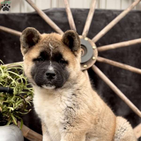 Forrest, Akita Puppy
