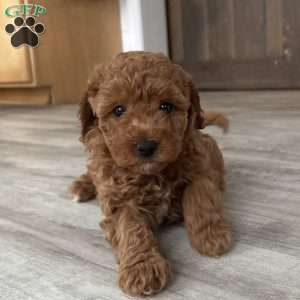 Nova, Miniature Poodle Puppy