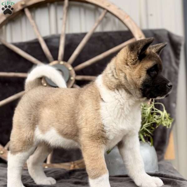 Fella, Akita Puppy