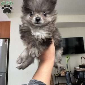 Bluey, Pomeranian Puppy