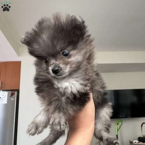Bluey, Pomeranian Puppy