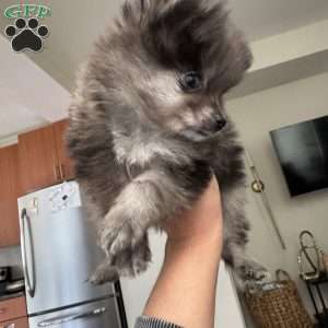 Bluey, Pomeranian Puppy