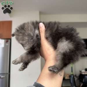 Bluey, Pomeranian Puppy