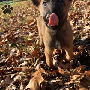 Fernando, Belgian Malinois Puppy