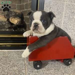 Blue boy, Boston Terrier Puppy