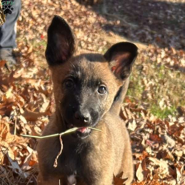 Fernando, Belgian Malinois Puppy
