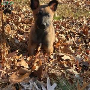 Fernando, Belgian Malinois Puppy