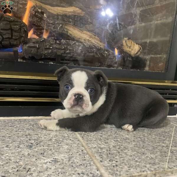 Blue boy, Boston Terrier Puppy