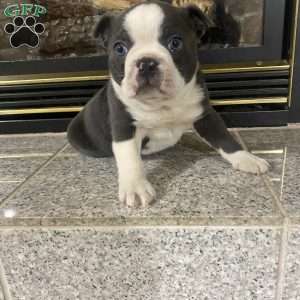 Blue boy, Boston Terrier Puppy