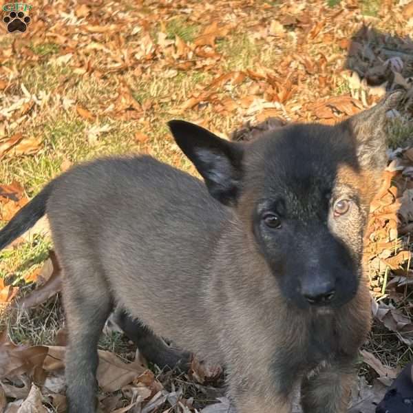 Harley, Belgian Malinois Puppy