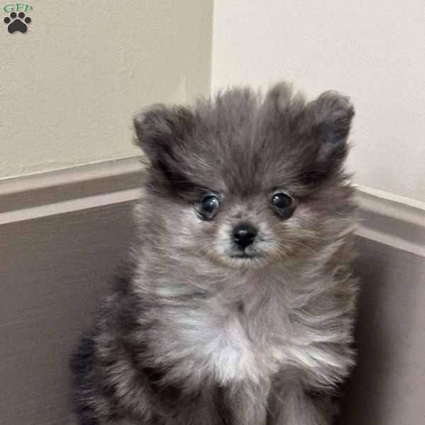 Bluey, Pomeranian Puppy