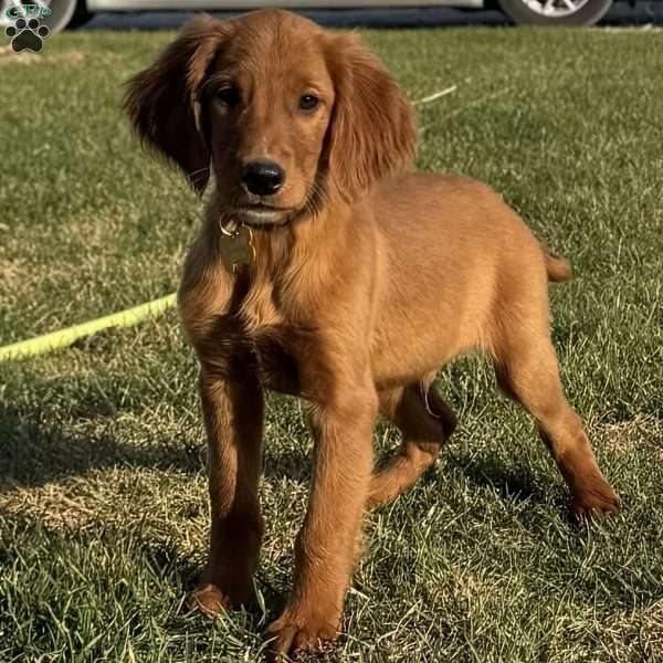 North, Golden Irish Puppy