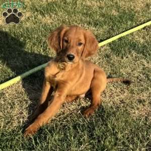 North, Golden Irish Puppy