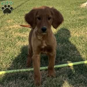 North, Golden Irish Puppy