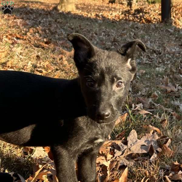 Darthy, Belgian Malinois Puppy