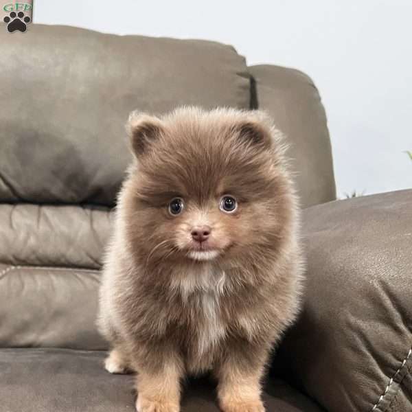 Spunky, Pomeranian Puppy