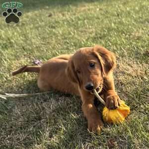 North, Golden Irish Puppy