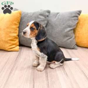 Muffin, Beagle Puppy