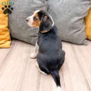 Muffin, Beagle Puppy